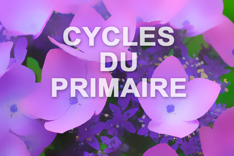CYCLE 3 